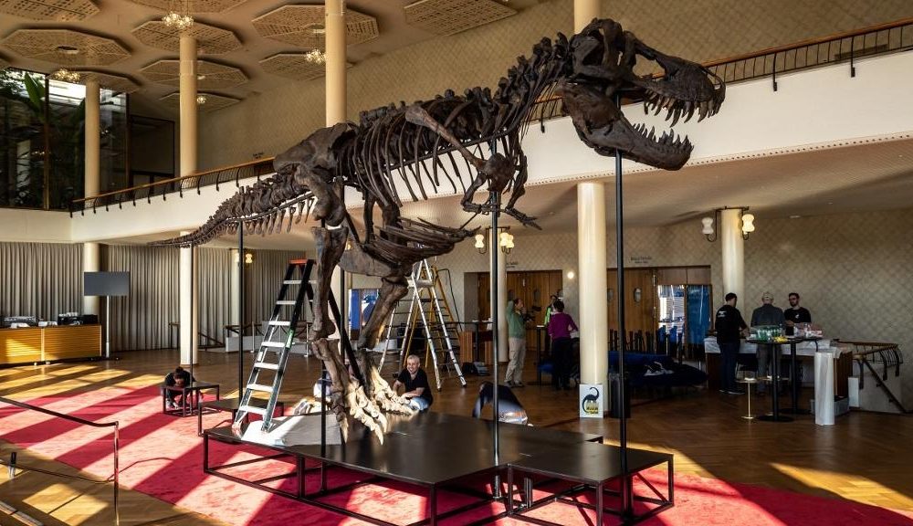 New T. rex Species Unearthed in New Mexico Fossil