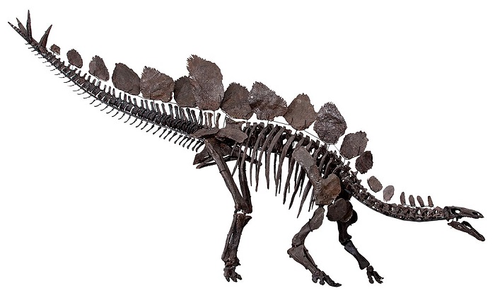 Stegosaurus Skeleton