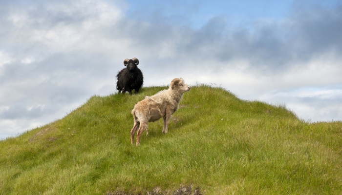 Faroe Islands