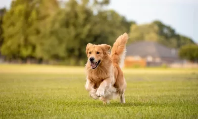 Dog Daycare