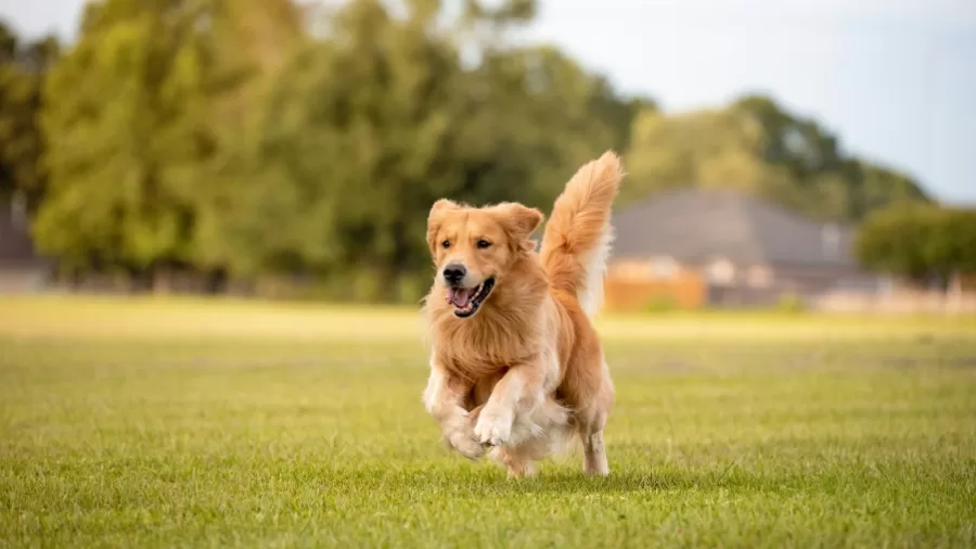 Dog Daycare