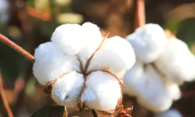 Cotton