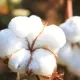 Cotton