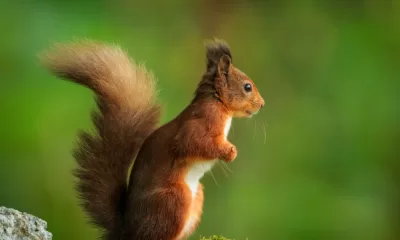 Red Squirrel