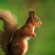 Red Squirrel