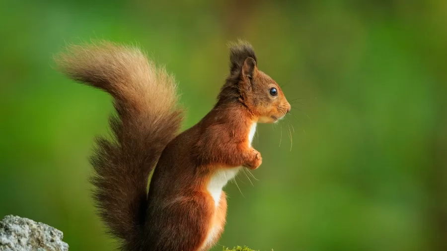 Red Squirrel