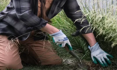 Effective Weed Removal: Helping Tips in Eradicating Weeds