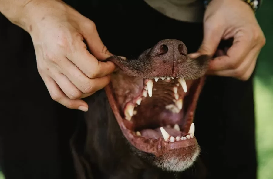 4 Legal Missteps in Dog Bite Cases That Could Cost You