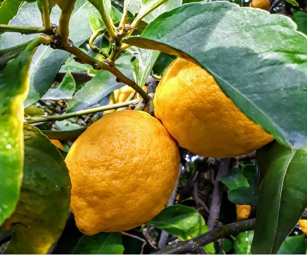 Amalfi Lemon