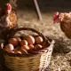 Hen and Eggs